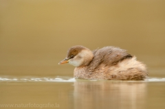 81 Zwergtaucher - Tachybaptus ruficollis