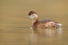 79 Zwergtaucher - Tachybaptus ruficollis