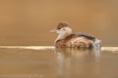 80 Zwergtaucher - Tachybaptus ruficollis