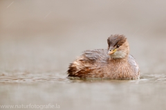 78 Zwergtaucher - Tachybaptus ruficollis