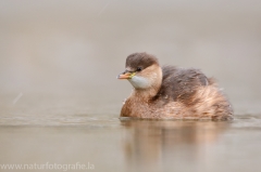 77 Zwergtaucher - Tachybaptus ruficollis