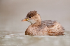 76 Zwergtaucher - Tachybaptus ruficollis