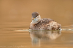 75 Zwergtaucher - Tachybaptus ruficollis