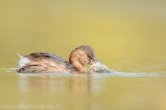 88 Zwergtaucher - Tachybaptus ruficollis