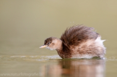 87 Zwergtaucher - Tachybaptus ruficollis