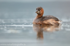 91 Zwergtaucher - Tachybaptus ruficollis