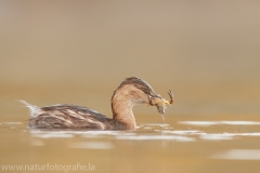 93 Zwergtaucher - Tachybaptus ruficollis