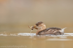 92 Zwergtaucher - Tachybaptus ruficollis