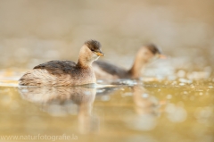 95 Zwergtaucher - Tachybaptus ruficollis