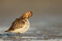 122 Alpenstrandläufer - Calidris alpina