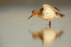 123 Alpenstrandläufer - Calidris alpina