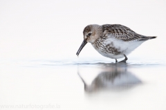 114 Alpenstrandläufer - Calidris alpina