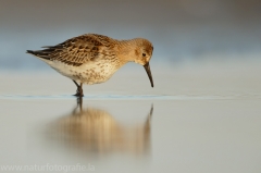 115 Alpenstrandläufer - Calidris alpina