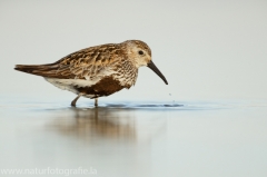 116 Alpenstrandläufer - Calidris alpina