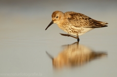 117 Alpenstrandläufer - Calidris alpina