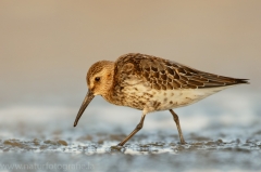 118 Alpenstrandläufer - Calidris alpina