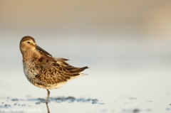 119 Alpenstrandläufer - Calidris alpina