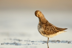 120 Alpenstrandläufer - Calidris alpina