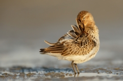 121 Alpenstrandläufer - Calidris alpina