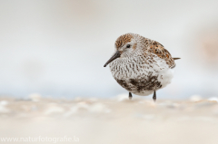 136 Alpenstrandläufer - Calidris alpina