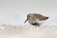 137 Alpenstrandläufer - Calidris alpina