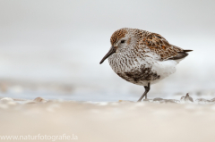 138 Alpenstrandläufer - Calidris alpina