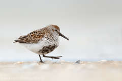 139 Alpenstrandläufer - Calidris alpina