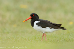 135 Austernfischer - Haematopus ostralegus