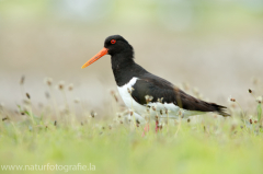 226 Austernfischer - Haematopus ostralegus