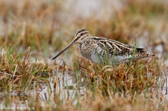 35 Bekassine - Gallinago gallinago