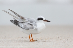 12 Forsterseeschwalbe - Sterna forsteri