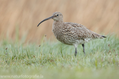 173 Großer Brachvogel - Numenius arquata