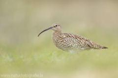 184 Großer Brachvogel - Numenius arquata