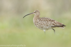 185 Großer Brachvogel - Numenius arquata