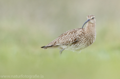 187 Großer Brachvogel - Numenius arquata