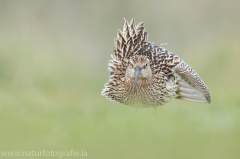 188 Großer Brachvogel - Numenius arquata