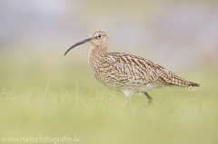 189 Großer Brachvogel - Numenius arquata