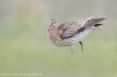 216 Großer Brachvogel - Numenius arquata