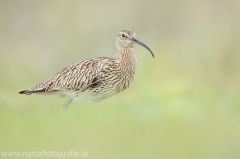 217 Großer Brachvogel - Numenius arquata