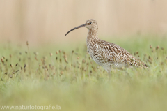 176 Großer Brachvogel - Numenius arquata