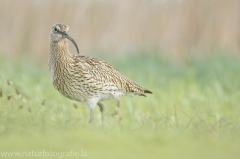 179 Großer Brachvogel - Numenius arquata