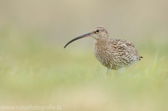 181 Großer Brachvogel - Numenius arquata