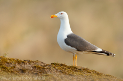 140 Heringsmöwe - Larus fuscus