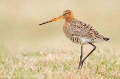 26 Uferschnepfe - Limosa limosa