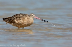 57 Marmorschnepfe - Limosa fedoa