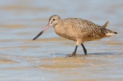 58 Marmorschnepfe - Limosa fedoa