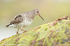 156 Meerstrandläufer - Calidris maritima