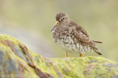 165 Meerstrandläufer - Calidris maritima