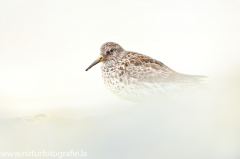 166 Meerstrandläufer - Calidris maritima