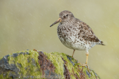 167 Meerstrandläufer - Calidris maritima